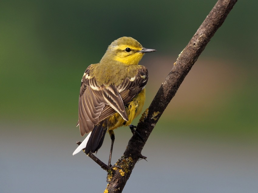 Cutrettola britannica (Motacilla flava flavissima )